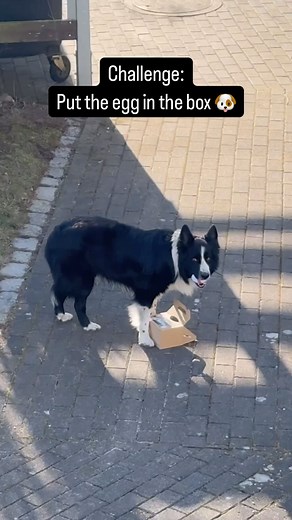 Advertisement Wow that was a difficult one. I wasn’t sure if he can correct his mistake. But patience payed off. ☺️💪 Check out @talesntails to get some eggs filled with tasty treats yourself! . . #easter #bordercollie #dogtraining | Parkourcollie Ninja