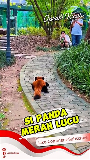 Red Panda Thought No One Was Watching, But Turns Out to Be an Impromptu Model 😳📸 #redpanda