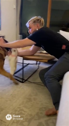 German shepherd attacks his dog 😳#sorageneratedvideos #funny #jakepaul #comedy #skit