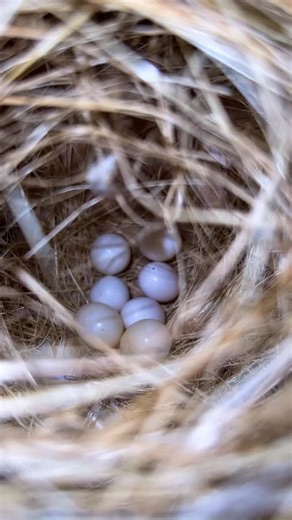 4.8K views · 799 reactions | Finch nest little eggs | Birds Lover | Facebook