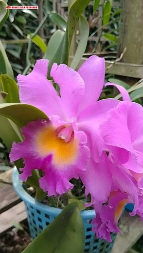 Membuat Anggrek Cattleya Pink Tumbuh Subur || Queen Of Orchid