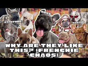The Most Unstable French Bulldog Compilation Ever 😂