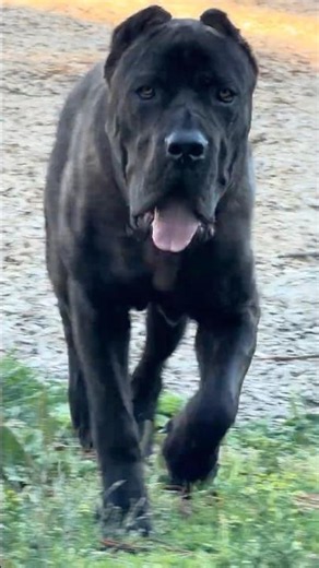 Massive Cane Corso King 👑🐶 | Gentle Giant at Forsyth Dog Park