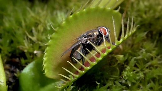 The insane biology of: The Venus flytrap