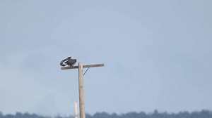 Eagle out hunting today | Wildlife throughhopeseyes.