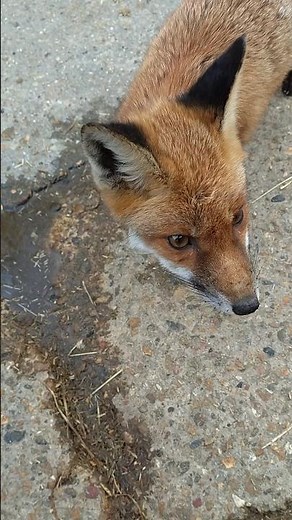I Found a CUTE Baby Fox in the Horse Stables… 🦊 You Won’t Believe This!