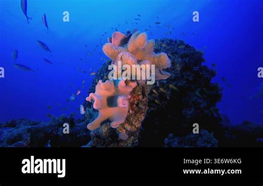 Reef Underwater Tropical Coral Garden. Tropical underwater seascape. Blue turquoise sea water waves. Underwater fish reef marine. Vibrant coral garden Stock Video Footage - Alamy