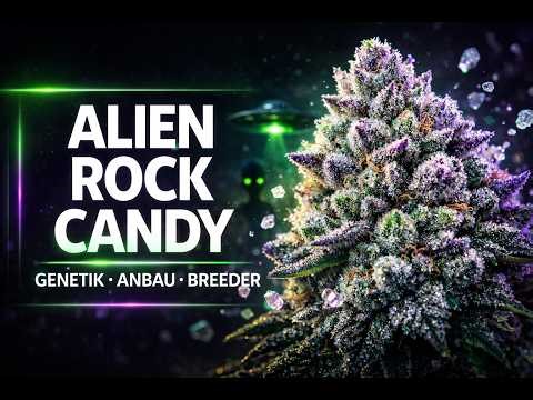 Alien Rock Candy Strain erklärt: Genetik, Wirkung, Anbau & beste Breeder 2026