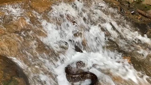 🌿 Incredible Boa Constrictor Sightings! 🌿 Check out this amazing video of a Boa Constrictor (Boa constrictor) recently captured by one of our field techs! It showcases the remarkable ability of these snakes to ascend various surfaces, including waterfalls. Nature never ceases to amaze us with its wonders! Don’t miss this fascinating glimpse into the world of the Boa Constrictor! 📹✨ Marvin 👌 #boa #incredible #nature #treesocietybelize #belize | Toucan Ridge Ecology and Education Society (T.R.