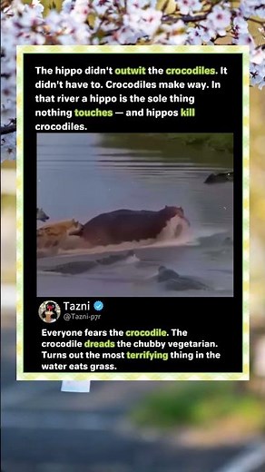 Why Crocodiles Run From This Fat Vegetarian! 🦛🐊 #Nature #Wildlife #AnimalFacts