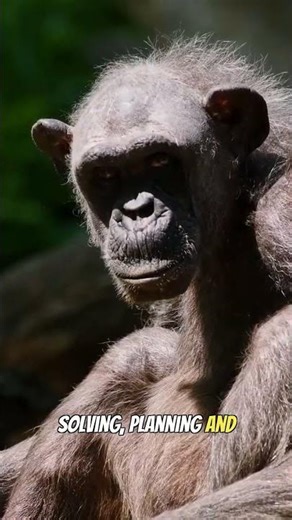 Chimpanzee Intelligence: Problem-Solving Masters! #amazing #wildlife #shorts