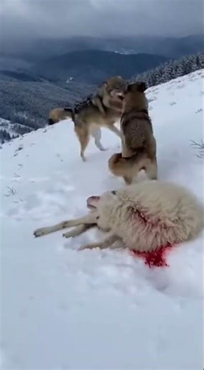 Hero dog save sheep from wolf!😲😱😮 #wildlife