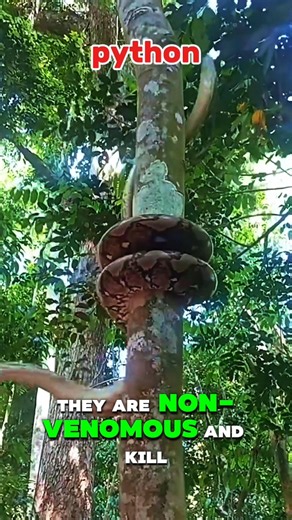 Interesting facts about pythons #education #animals