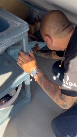 คิดอยู่เสมอว่าการตายไม่ใช่การลาจาก..มันเป็นแค่..การรอเวลาช่วงนึง..ที่เราจะต้องได้กลับมาพบเจอกันอีก🥹❤️🐶#หมาจรทุกตัวอยากมีบ้าน #หมาจรก็มีหัวใจ | นู๋เป็นชิวาวานะคะ