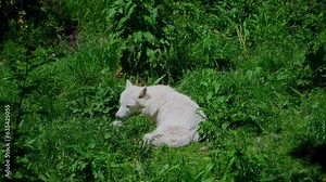 Arctic wolf (Canis lupus arctos)