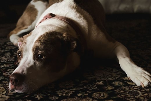 Symptoms of Swollen Inguinal Lymph Nodes in Dogs