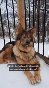 this is very special wolf ever | We are the Alpha Wolves