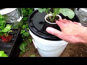 Kratky Passive Hydroponic Watermelon