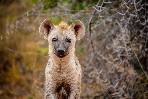 10 AMAZING FACTS ABOUT HYENA — Wild Tomorrow