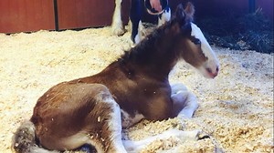 Meet Rave! The newest Clydesdale foal born at Warm Springs Ranch