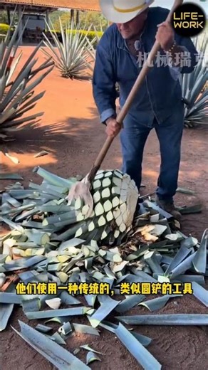 The production process of tequila #menspeedbump #womenspeedbumps #agave #decompress