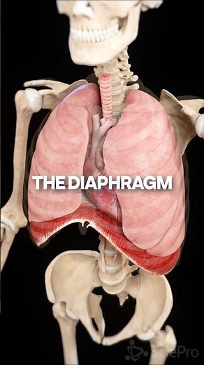 #didgeridootutorial diaphragmatic breathing