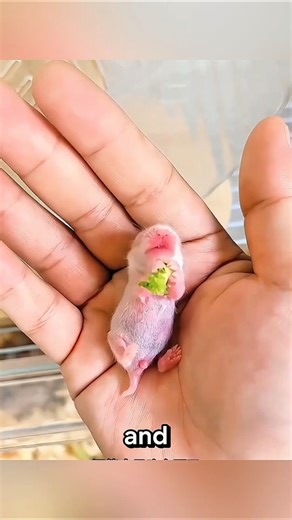 The Hamster That Turned Into A Balloon? 🎈😱 #SurvivalStory