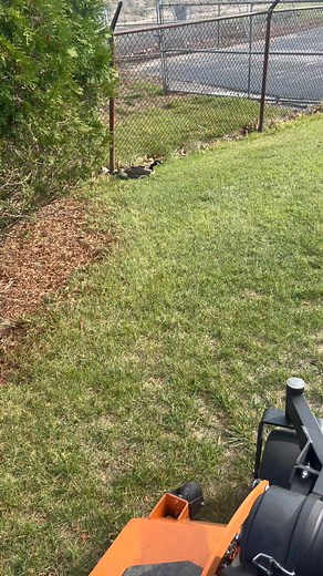 I tried to help it but it kept nippin at me 🤦🏾‍♂️ | MrCutit Simpkins