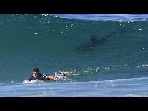 The Most HORRIFYING Shark Attacks Ever Recorded