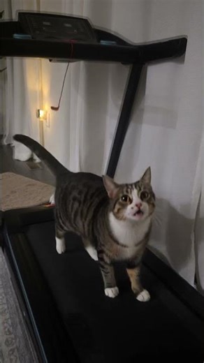 trippy is starting to lose weight in next days he has to be in a relationship lol #cat #funnycats