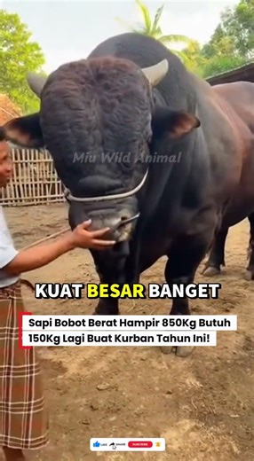 😱TARGET BERAT DI 1 TON, SEBELUM IDUL ADHA BERAT SUDAH TERCAPAI! #sapi #sapijumbo #cow #kurban #fyp