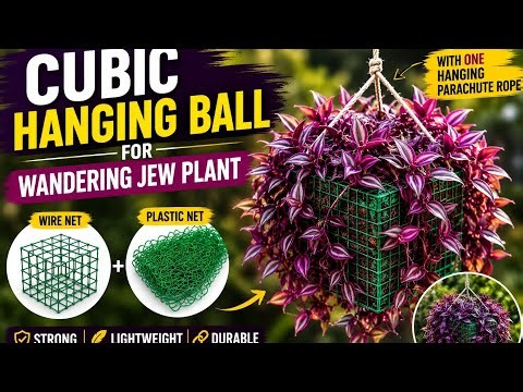 Wandering Jew Plant के लिए सुंदर Hanging Basket कैसे बनाएं |