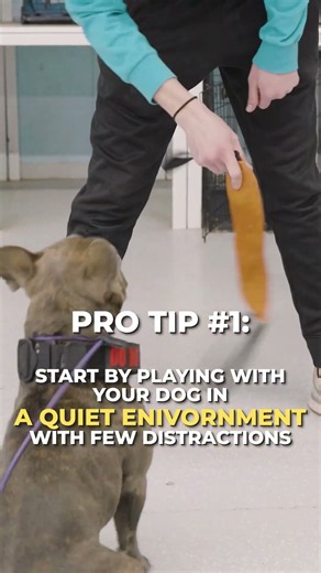 Unlock Your Dog's UNTAPPED Drive! 🔓 The Toy Motivation Guide #toys #dogfun #dogplaying #fun #doglife