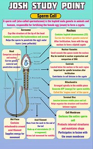 The sperm cell is a microscopic messenger of life, perfectly designed for movement and fertilization. From head to tail, each part plays a crucial role in human reproduction 🧬 Simple and exam-focused study notes for clear understanding. #SpermCell #HumanReproduction #Gametes #BiologyNotes #ReproductionInHumans #Class12Biology #NEETBiology | Josh Study point