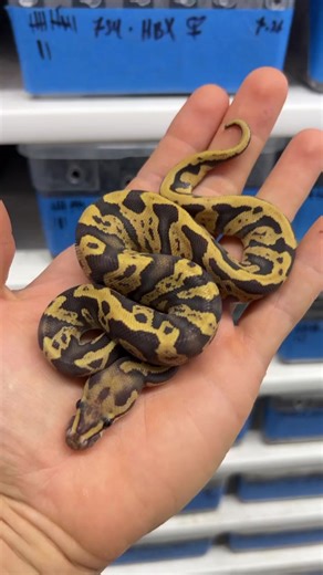 Some Orange Crush combos! #ballpython #ballpythons #ballpythonmorphs #ballpythonsmorphs #snakestagram #ballpythonmorph #snakesofig #wilbankscaptivebredreptiles #wilbanksreptiles #orangecrush #snakesofinsta #pythonregius #pythonregiusofinstagram #pythonregiusmorphs #livingart #snake🐍 | Wilbanks Captive Bred Reptiles