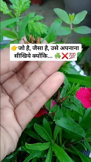 Remove Seed pods for more flowering☘️💯❌#flowers #plantcare #nature #trueline #upay#shorts #viral