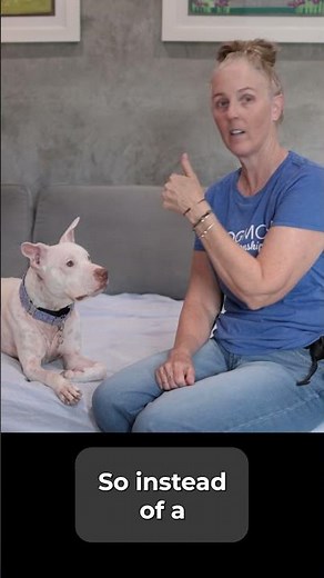 How To Teach A Deaf Dog A Visual Marker