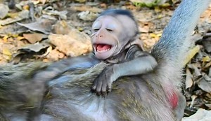 17K views · 171 reactions | Pity baby Patrick cry tantrum so angry mom Patty denied milk him, why why mommy? | Animals JoJo Family | Facebook