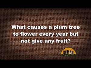 Q&A - What causes a plum tree to flower but not give fruit?