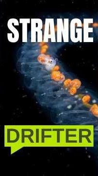 This Animal Clones Itself Into Chains #animals #wildlife #nature