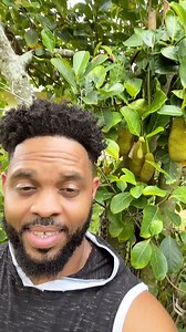 Jamaica deh a merka! #gardening #gardeninglife #food #growing #gardentotable | Pearly Granson