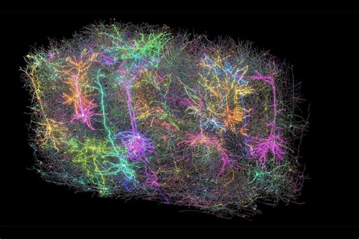 Il cervello come mai visto prima, oltre 200mila cellule cerebrali nella mappa in 3D più dettagliata di sempre