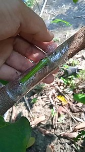 6.8K views · 113 reactions | Fruit tree grafting & gardening tips | GardeningFruit | Facebook