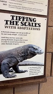 Komodo dragons have venom glands that produce anti-coagulants, preventing blood from clotting. Sooooo along with their bite force and very sharp teeth you deff do not want a bite from a 10 foot lizard. But how cool looking are they ? 😍 #komodo#komododragon#lizard#cool#venom#science#animals#reptiles | Tango Thedwarf Caiman