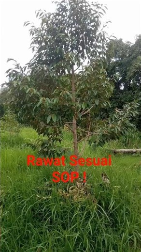Durian care carried out according to standard operating procedures will result in fertile and fas...