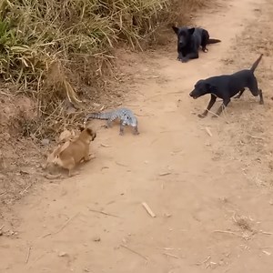 4.5M views · 24K reactions | A Lizard hunting by 7 Dogs | J chandola | Facebook