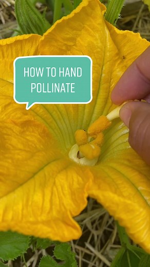 How to Hand Pollinate Pumpkins, Squash, and Cucumbers