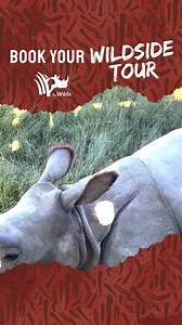 1K reactions · 287 shares | Embark on a thrilling Wildside Tour at The Wilds and witness majestic rhinos, camels, and more up close! Don't miss this unforgettable wildlife encounter. Book today! 憐 | The Wilds | Facebook