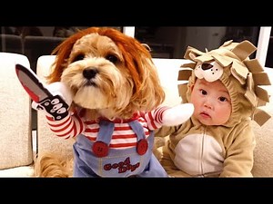 My Dog and Baby Dress up for Halloween