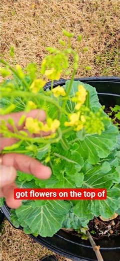 Flowers on top of collard greens